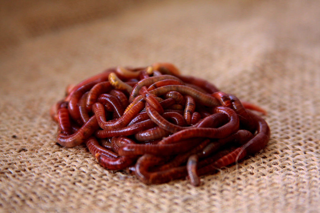 red worms manufacturers, red worms manufacturers Suppliers and